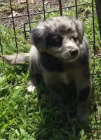 Bella , a female Miniature Aussiedoodle for sale in Telford, PA – 3 of 7