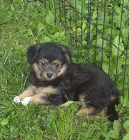 Ally , a female Pembroke Welsh Corgi and Poodle - Toy  for sale in Telford, PA – 3 of 4