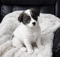 Oscar , a male Poodle - Toy  for sale in Telford, PA – Photo 1 of 2