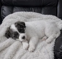 Oscar , a male Poodle - Toy  for sale in Telford, PA – Photo 2 of 2