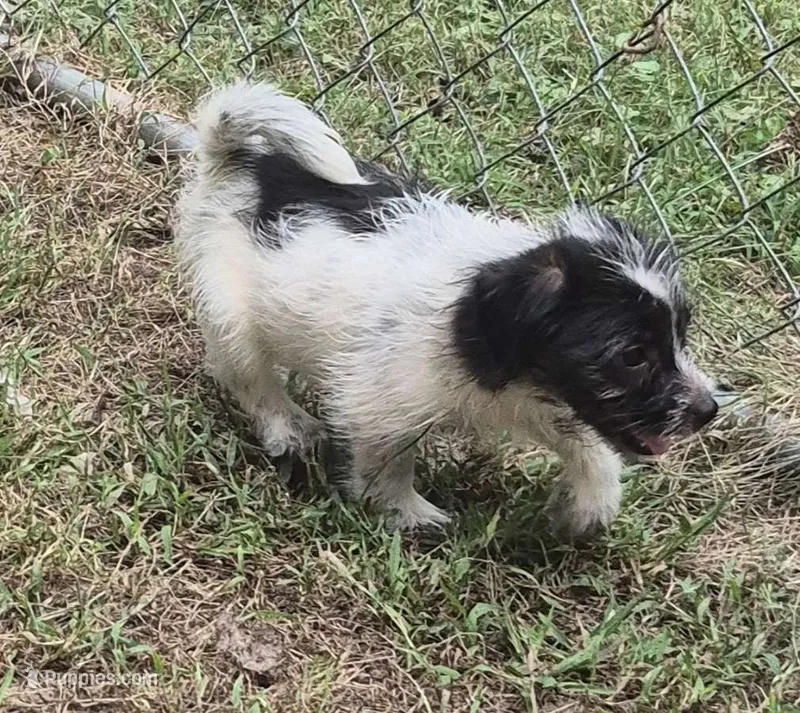 Ally  – Miniature Aussiedoodle puppy for sale in Telford, PA