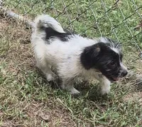 Ally , a female Miniature Aussiedoodle for sale in Telford, PA – 1 of 3