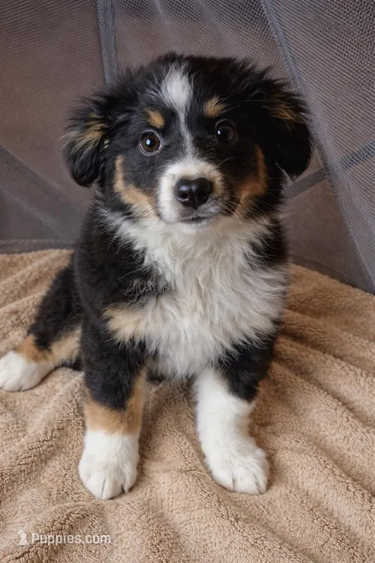 Bella  – Miniature Australian Shepherd puppy for sale in Telford, PA
