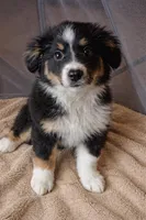 Bella , a female Miniature Australian Shepherd for sale in Telford, PA – Photo 1 of 2