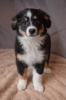 Bella , a female Miniature Australian Shepherd for sale in Telford, PA – Photo 2 of 2