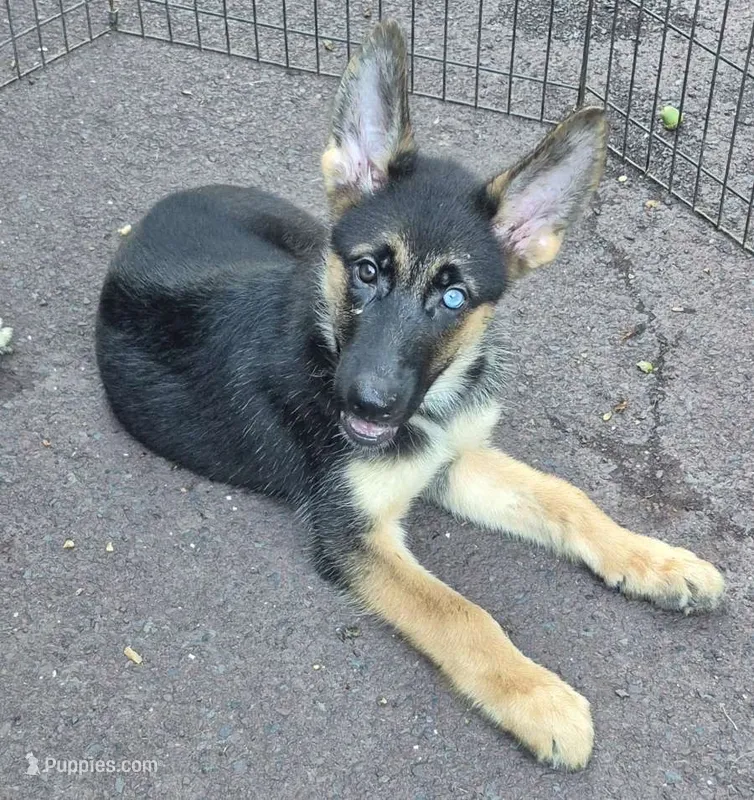 Blitz  – German Shepherd Dog, Siberian Husky puppy for sale in Telford, PA