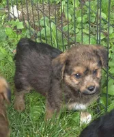 Bella , a female Pembroke Welsh Corgi for sale in Telford, PA – 2 of 3
