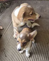 Pixle , a female Pembroke Welsh Corgi and Miniature Australian Shepherd for sale in Telford, PA – 2 of 3