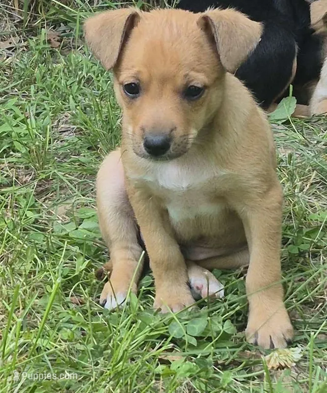 Bruce  – Cardigan Welsh Corgi, Chihuahua puppy for sale in Telford, PA