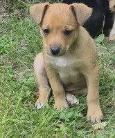 Bruce , a male Cardigan Welsh Corgi and Chihuahua for sale in Telford, PA – 1 of 2