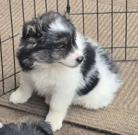 Shadow, a male Pomsky for sale in Telford, PA – 3 of 5