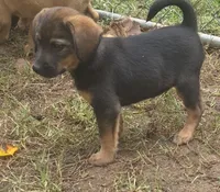 Bagel , a male Beagle and Dachshund for sale in Telford, PA – 2 of 2