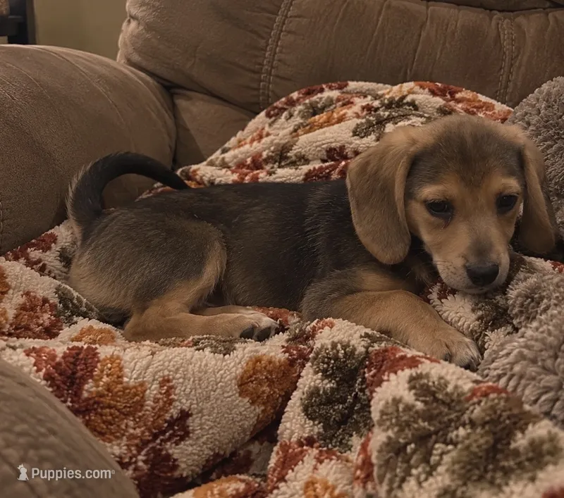 Sugar  – Beagle, Dachshund puppy for sale in Telford, PA