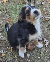 Nelly , a female Miniature Bernedoodle for sale in Telford, PA – 2 of 2