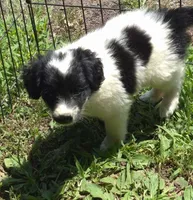 Rosie , a female Miniature Aussiedoodle for sale in Telford, PA – 2 of 7