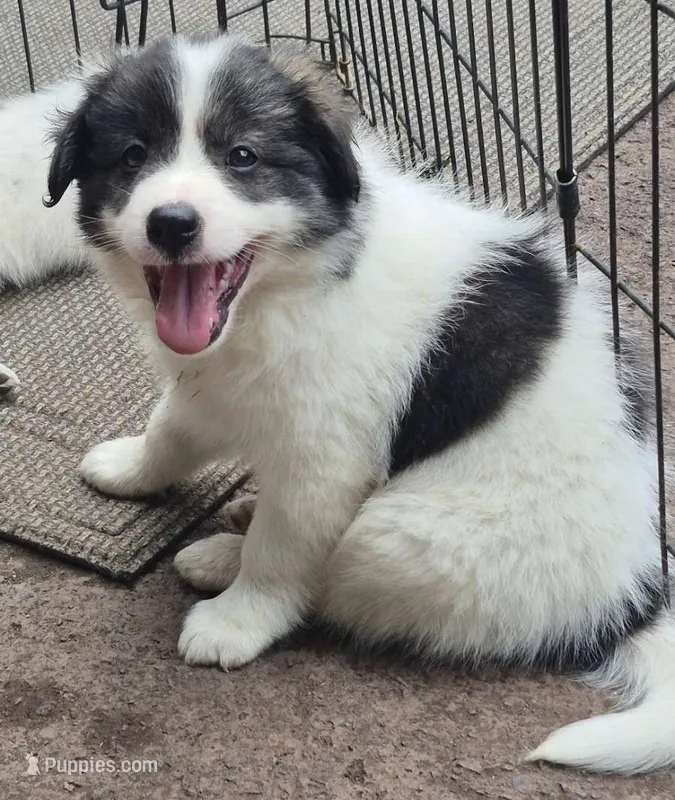 Bailey  – Pomsky puppy for sale in Telford, PA