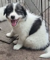 Bailey , a female Pomsky for sale in Telford, PA – 1 of 4