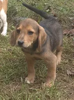 Sugar , a female Beagle and Dachshund for sale in Telford, PA – 2 of 3