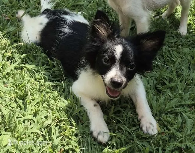 Buster  – Chihuahua puppy for sale in Telford, PA