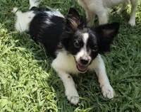 Buster , a male Chihuahua for sale in Telford, PA – 1 of 2
