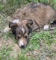 Tessa , a female Shetland Sheepdog for sale in Telford, PA – 2 of 3