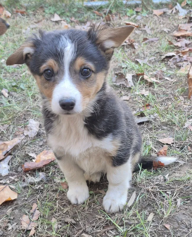 Remi  – Pembroke Welsh Corgi puppy for sale in Telford, PA