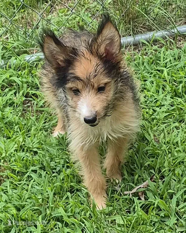 Bailey  – Shetland Sheepdog puppy for sale in Telford, PA