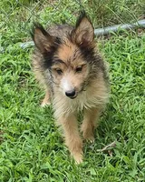Bailey , a female Shetland Sheepdog for sale in Telford, PA – 1 of 6