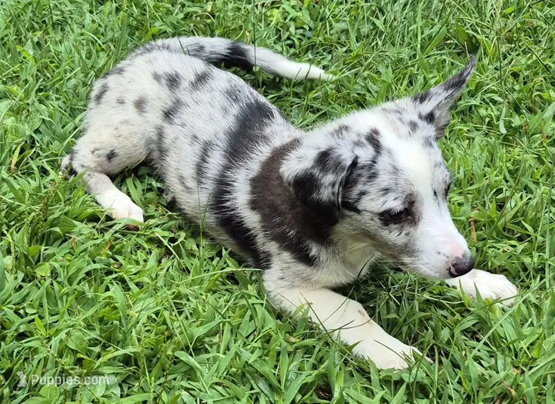 Princess  – Pembroke Welsh Corgi, Miniature Australian Shepherd puppy for sale in Telford, PA