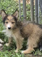 Bailey , a female Shetland Sheepdog for sale in Telford, PA – 6 of 6