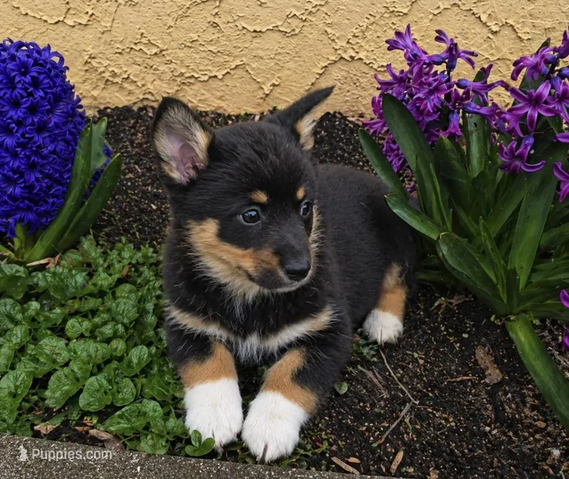 Sasha, a female Cardigan Welsh Corgi and Pembroke Welsh Corgi for sale in Telford, PA – Photo 1 of 3