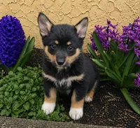 Sasha, a female Cardigan Welsh Corgi and Pembroke Welsh Corgi for sale in Telford, PA – Photo 2 of 3