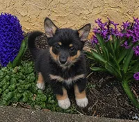 Sasha, a female Cardigan Welsh Corgi and Pembroke Welsh Corgi for sale in Telford, PA – Photo 3 of 3