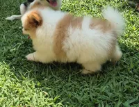 Snowball , a male Pomeranian for sale in Telford, PA – 6 of 6