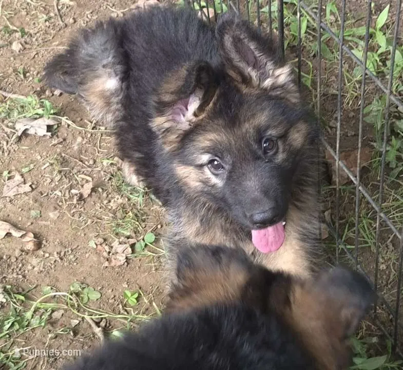 Bailey  – German Shepherd Dog puppy for sale in Telford, PA