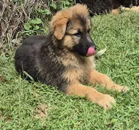 Sasha , a female German Shepherd Dog for sale in Telford, PA – 4 of 4