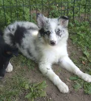 Marley , a female Border Collie for sale in Telford, PA – 3 of 3