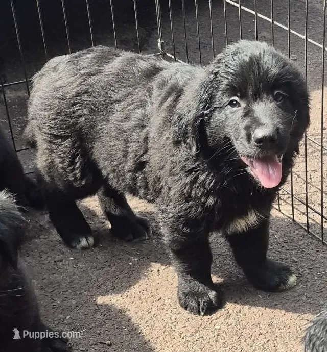 Bella  – Bernese Mountain Dog, Golden Retriever puppy for sale in Telford, PA