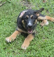 Ben , a male German Shepherd Dog and Siberian Husky for sale in Telford, PA – 7 of 7