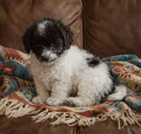 Onyx , a female Yorkipoo for sale in Telford, PA – Photo 2 of 3