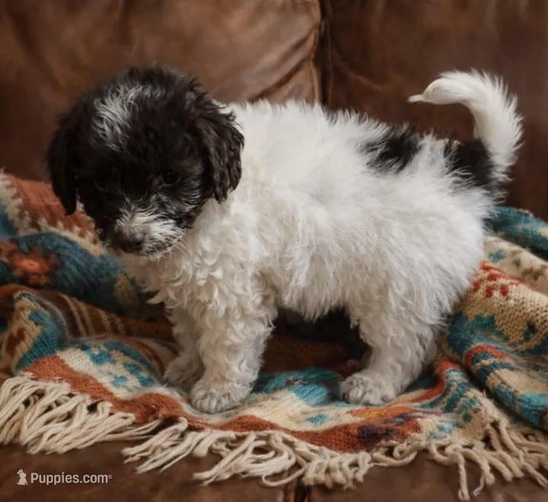 Onyx  – Yorkipoo puppy for sale in Telford, PA