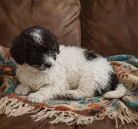 Onyx , a female Yorkipoo for sale in Telford, PA – Photo 3 of 3