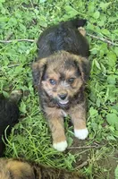 Bella , a female Pembroke Welsh Corgi for sale in Telford, PA – 3 of 3