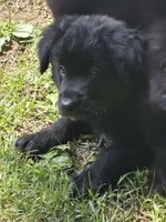 Marley , a female Bernese Mountain Dog and Golden Retriever for sale in Telford, PA – 3 of 5