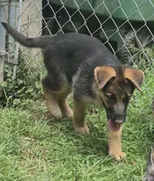 Star , a female German Shepherd Dog for sale in Telford, PA – 4 of 5