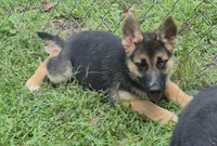 Dixie , a female German Shepherd Dog and Siberian Husky for sale in Telford, PA – 6 of 6