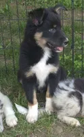 Remi, a male Border Collie for sale in Telford, PA – 3 of 4
