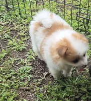 Roco , a female Pomeranian for sale in Telford, PA – 5 of 9