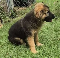Oscar , a female German Shepherd Dog for sale in Telford, PA – 2 of 6