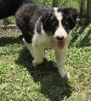 Lilly , a female Australian Shepherd for sale in Telford, PA – 2 of 4